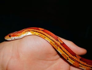 red yellow and white snake thumbnail