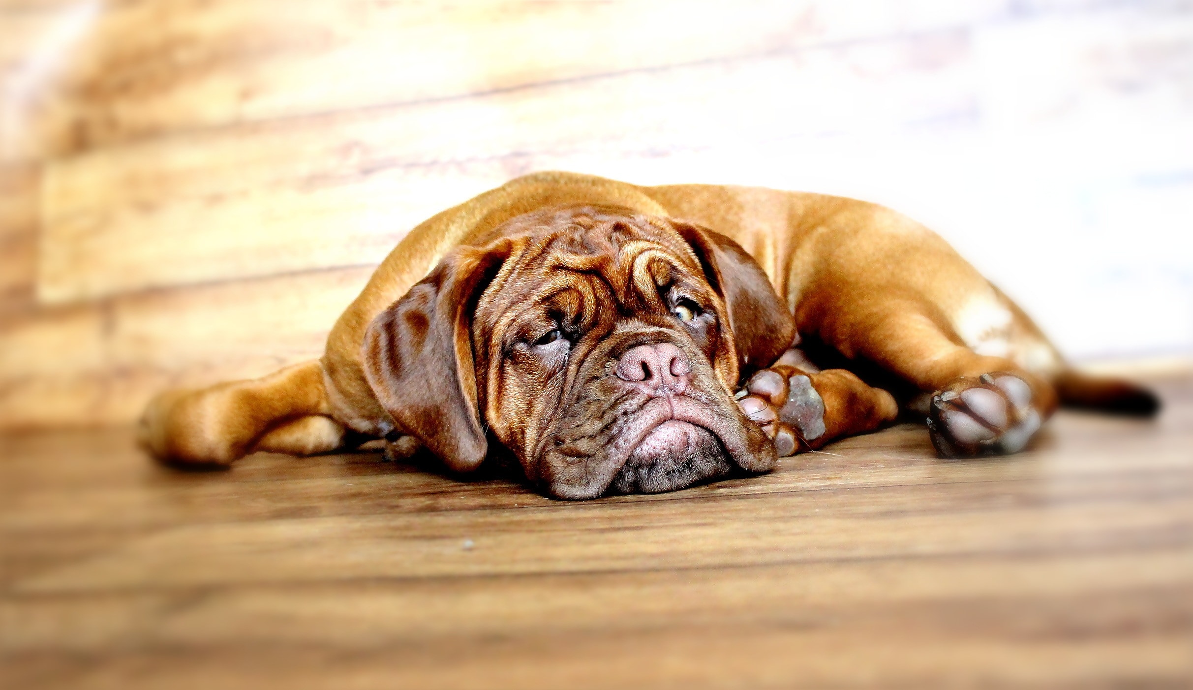 red Bullmastiff lying on floor on focus photo