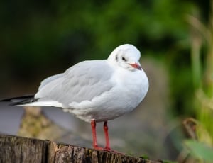 white black-headed gull, winter plumage thumbnail