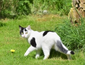 white and black short haired cat thumbnail