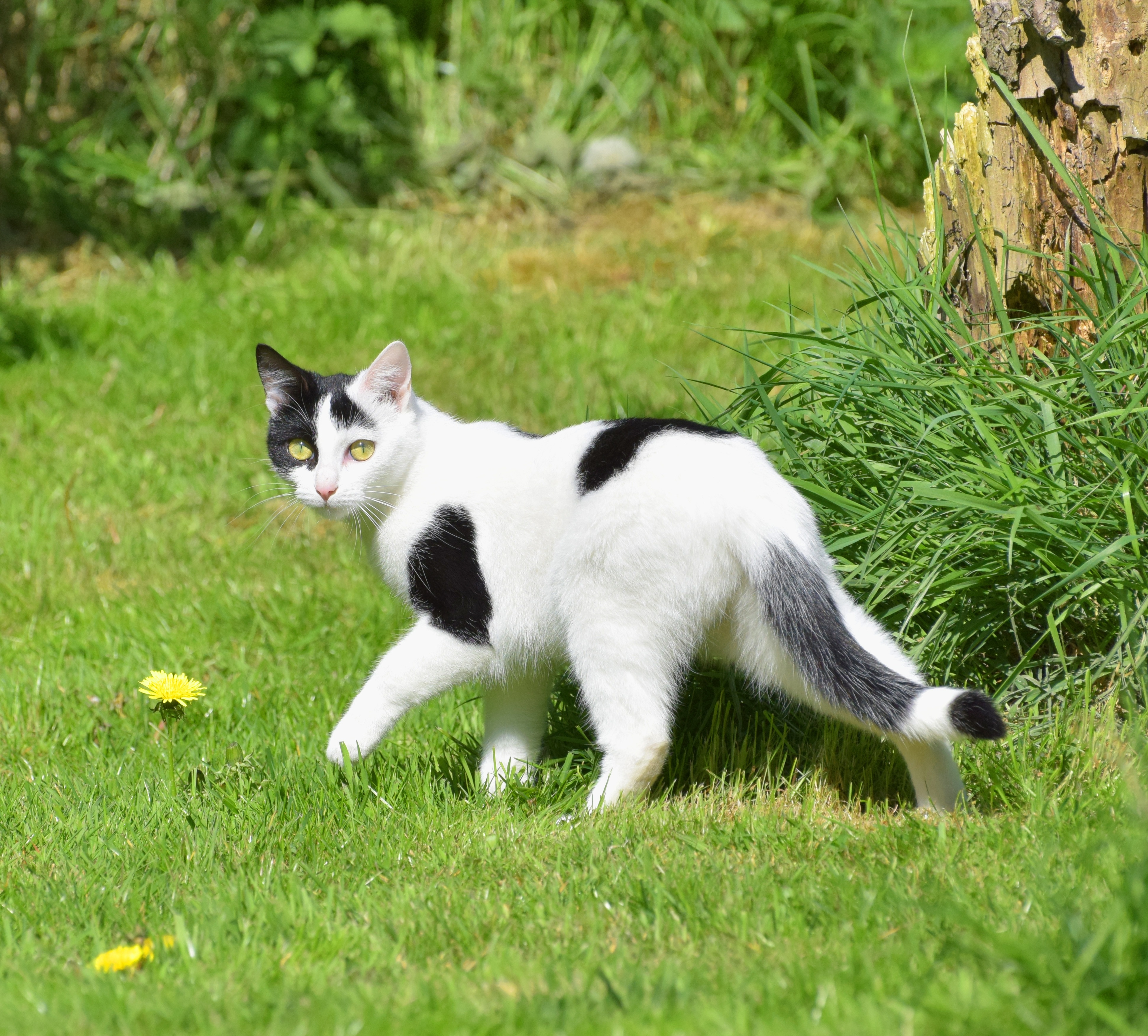white and black short haired cat