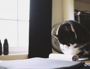 tuxedo cat on top of table thumbnail