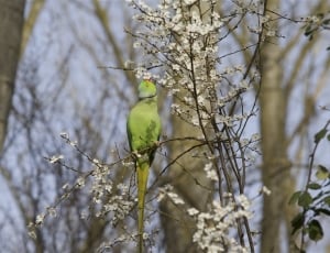Parakeet, Collar, Nature, Spring, Animal, tree, day thumbnail