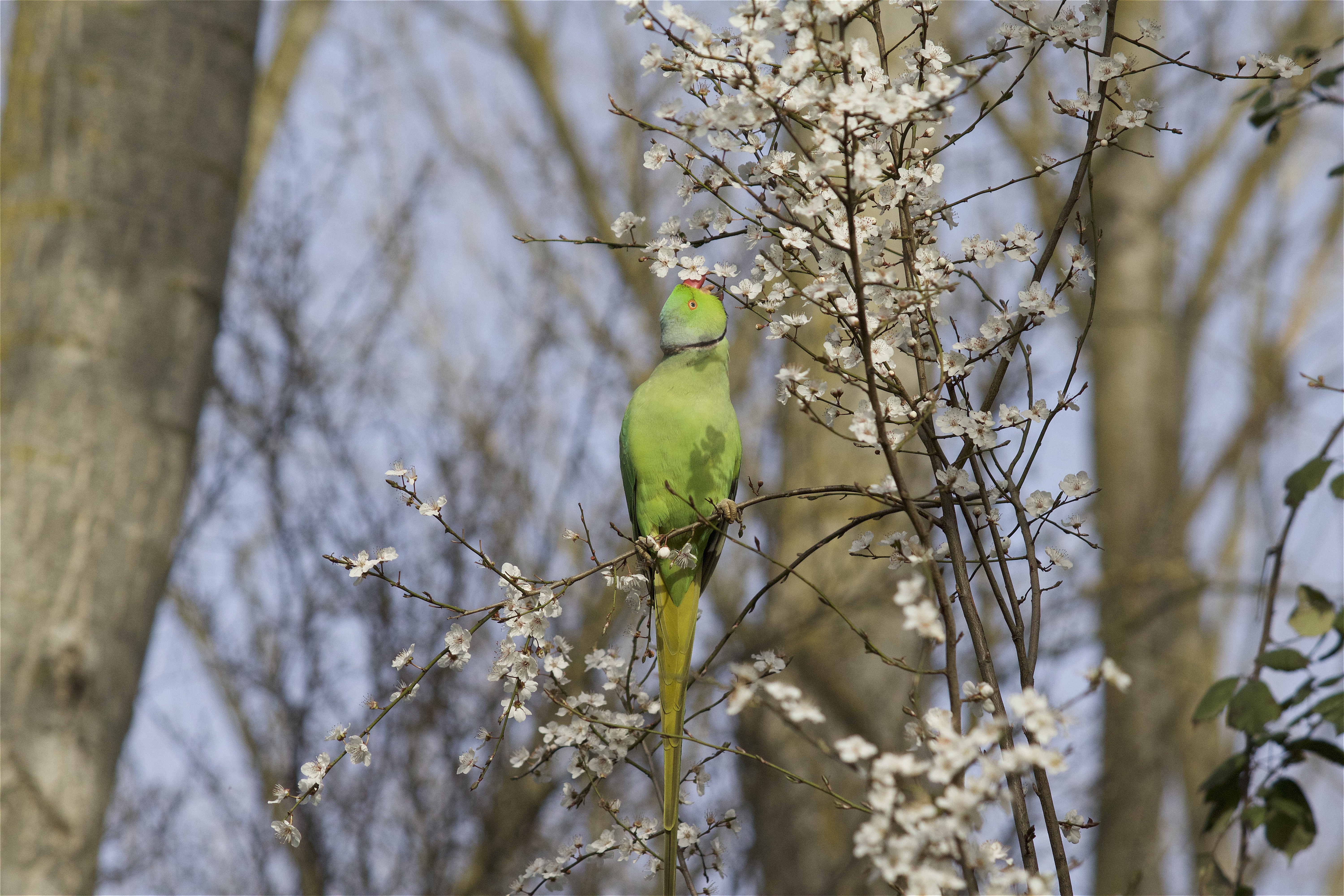 Parakeet, Collar, Nature, Spring, Animal, tree, day