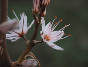 white and orange flower thumbnail