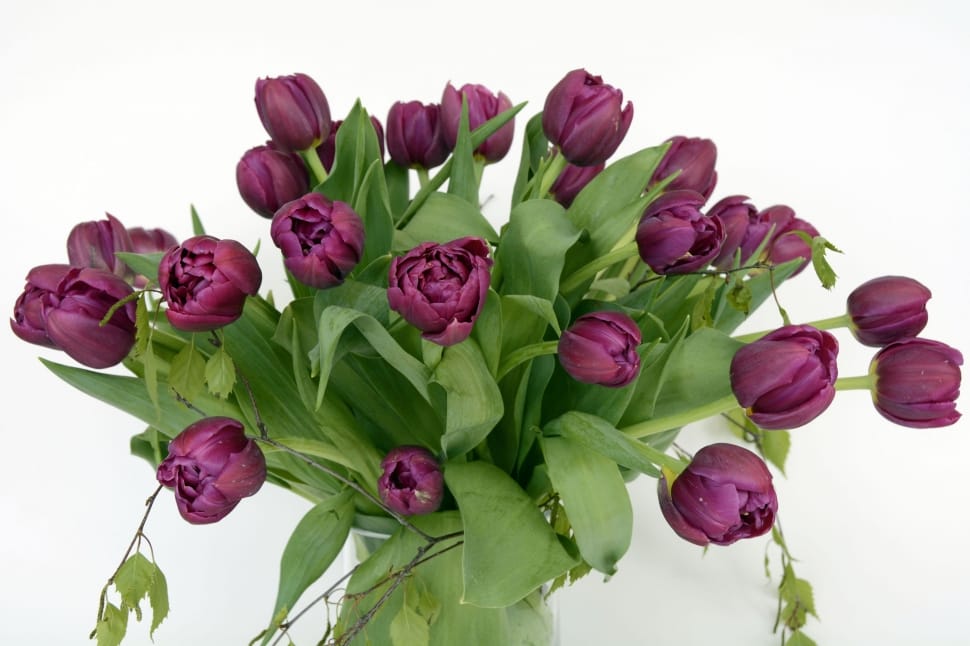 Tulips, Flowers, Violet, Tulip Flower, flower, food and drink preview