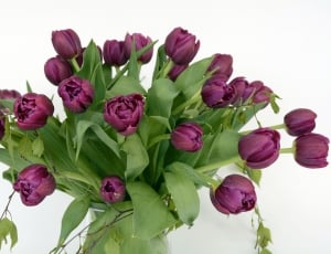 Tulips, Flowers, Violet, Tulip Flower, flower, food and drink thumbnail