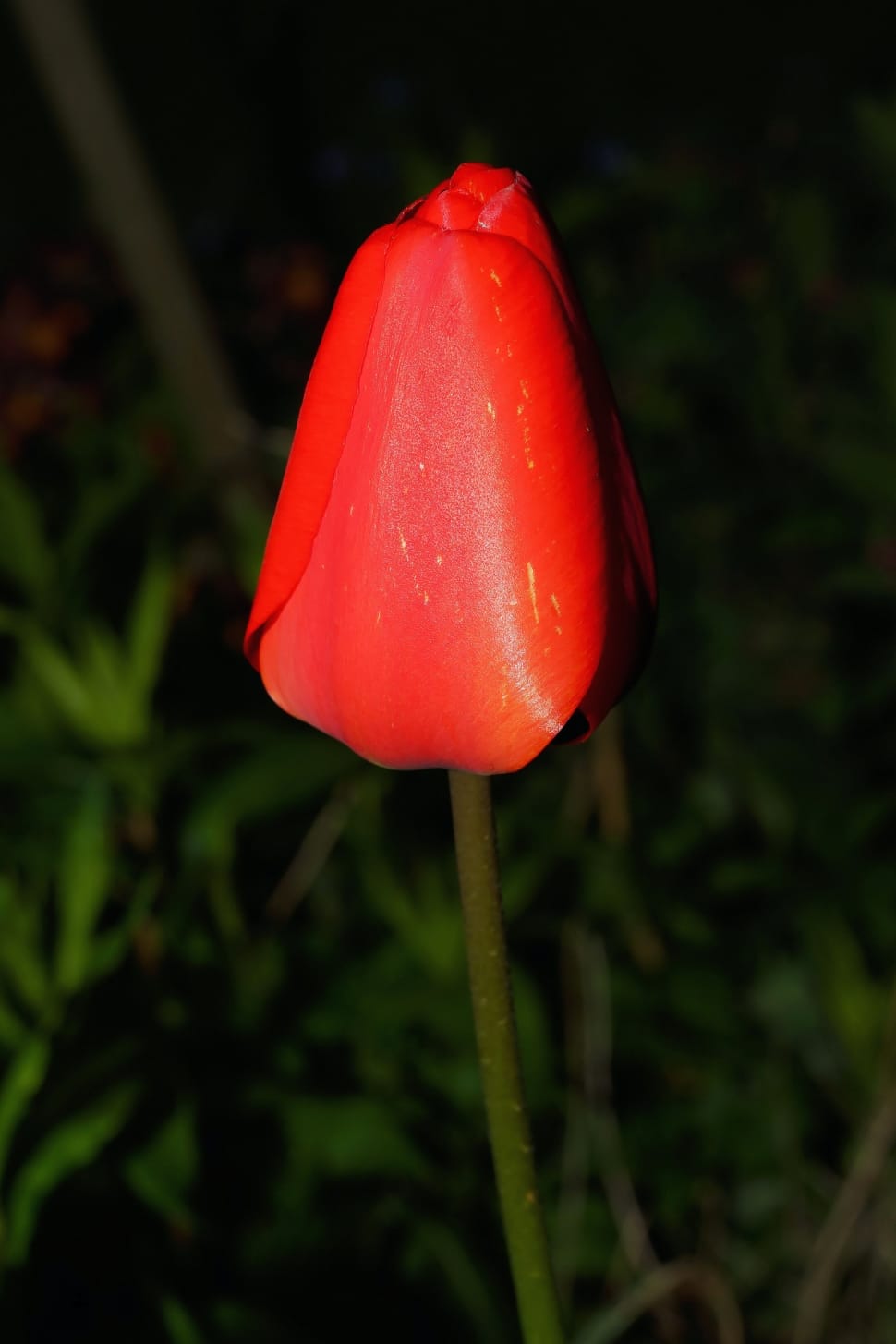 red tulip flower preview