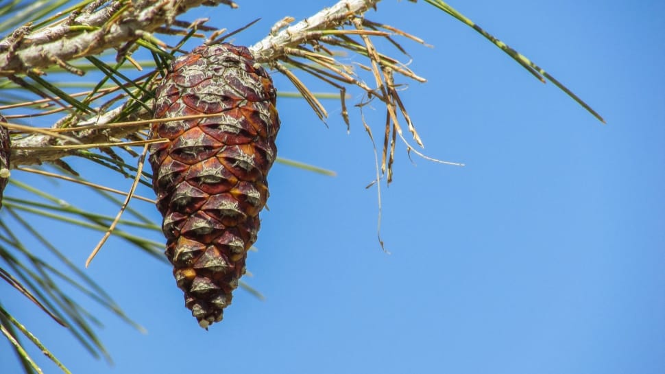 Tree, Brown, Pine Cone, Plant, Nature, low angle view, no people preview