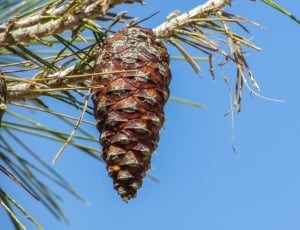 Tree, Brown, Pine Cone, Plant, Nature, low angle view, no people thumbnail