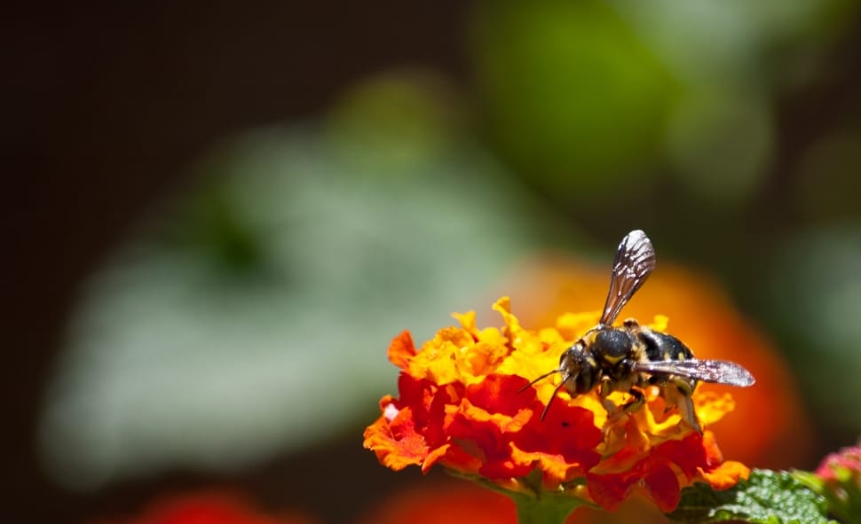 Honey Bee on yellow petaled flower in closeup photography preview