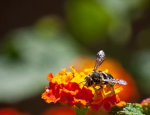 Honey Bee on yellow petaled flower in closeup photography thumbnail