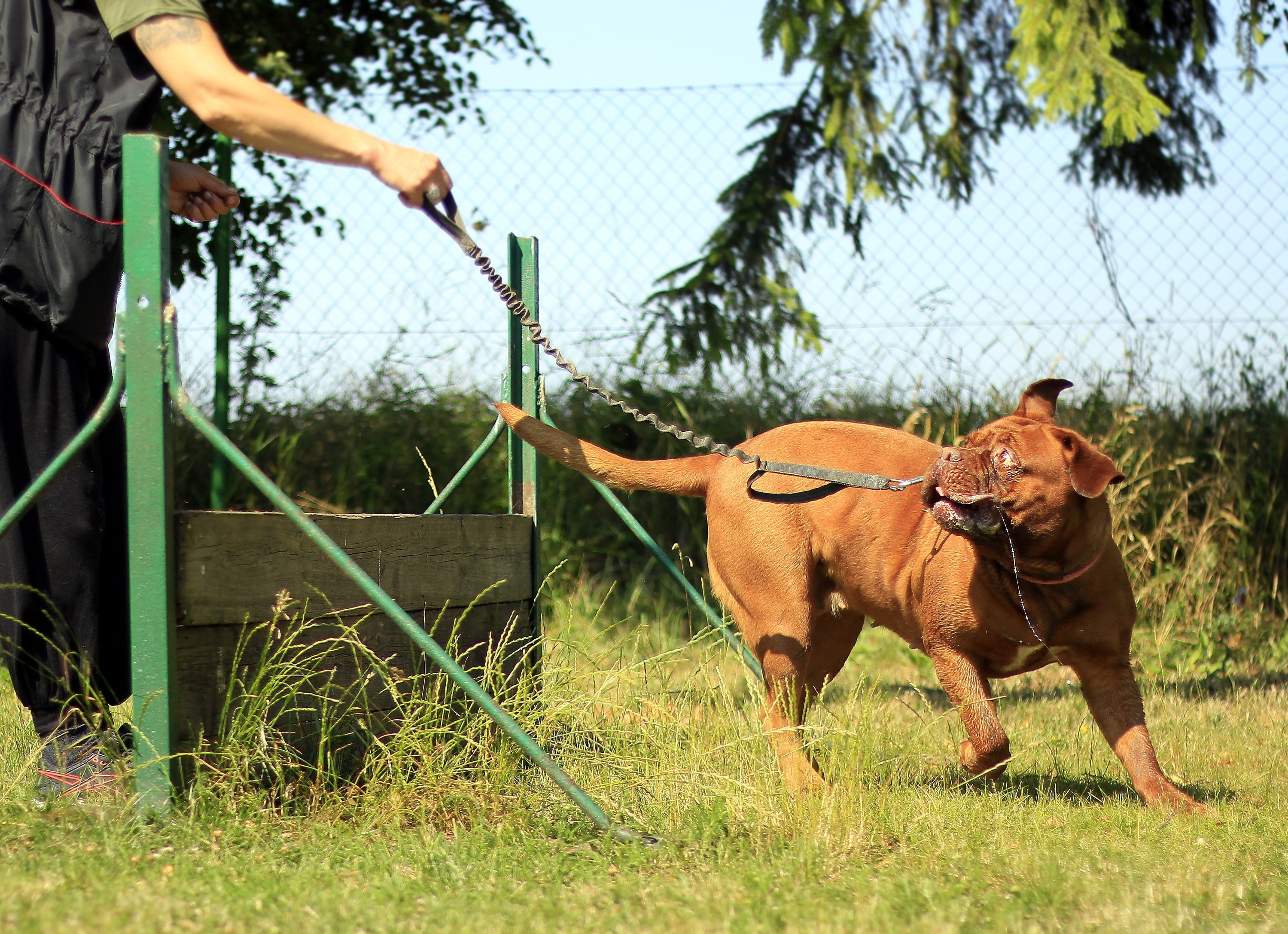 Training, Bordeaux, Mastiff, Dog, Summer, grass, sport
