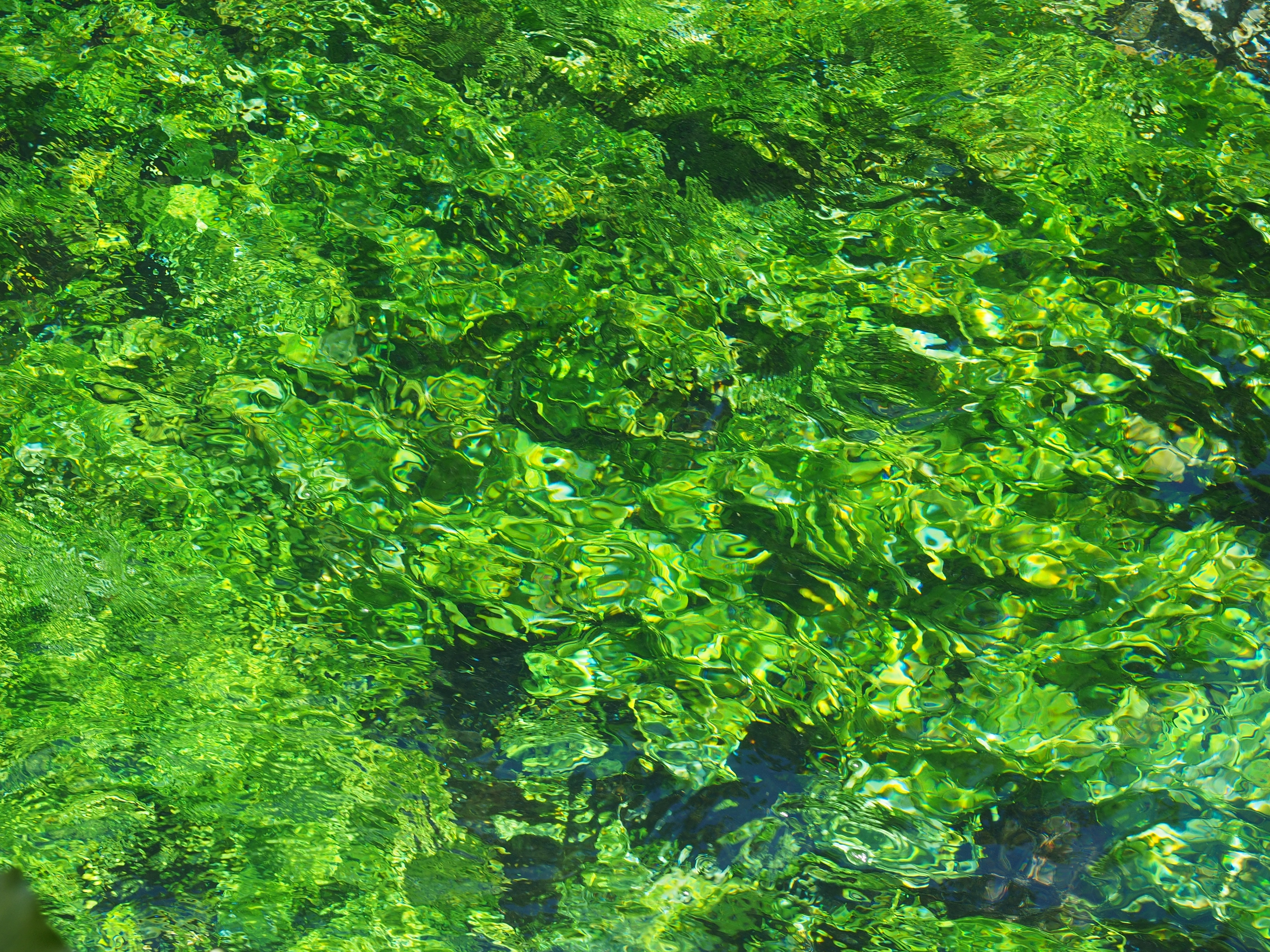 Водоросли всасывают воду. Водные растения. Зелёные водоросли. Водоросли фон. Зеленая вода.