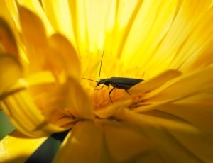 black insect and yellow flower thumbnail