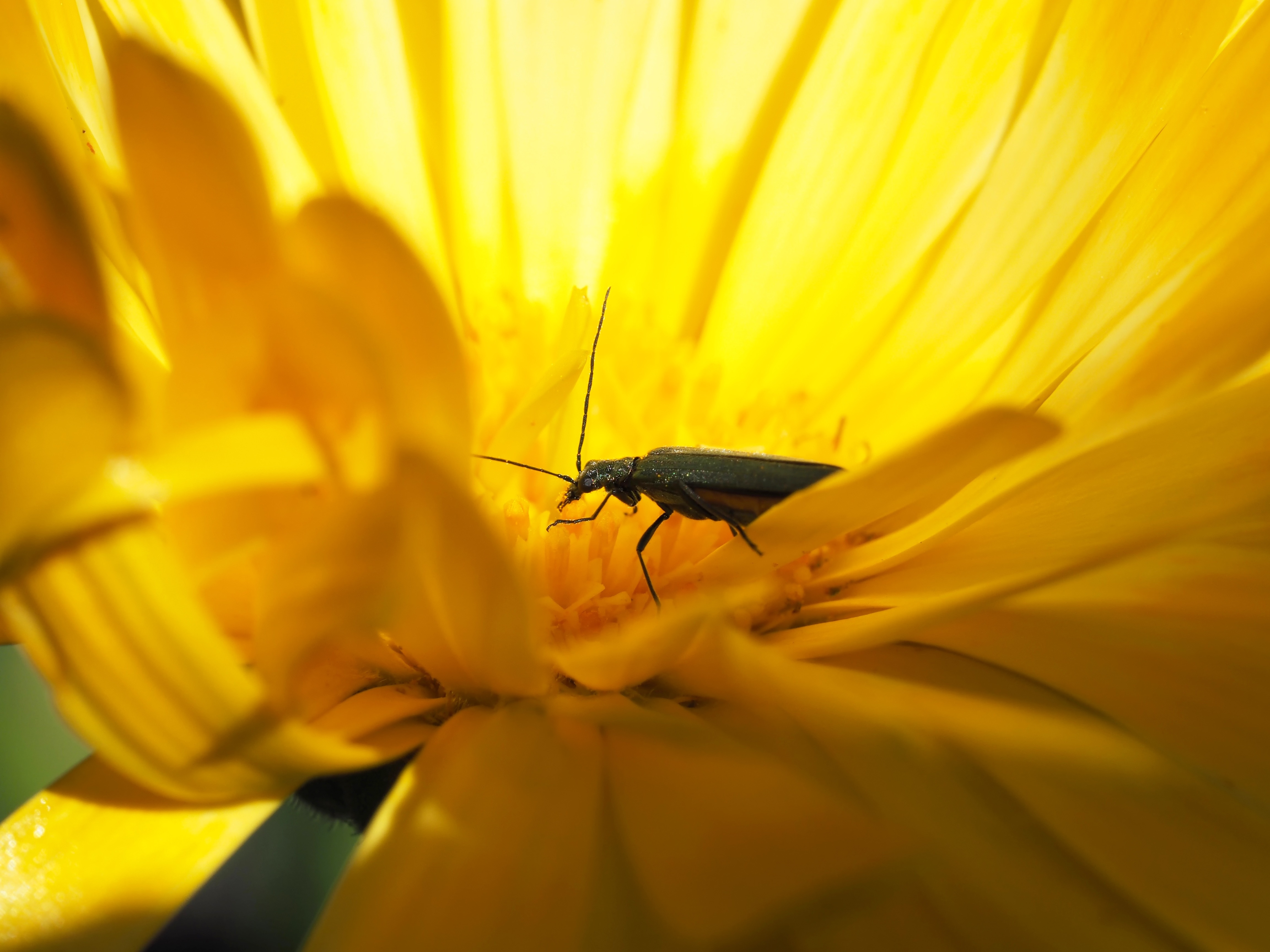 black insect and yellow flower