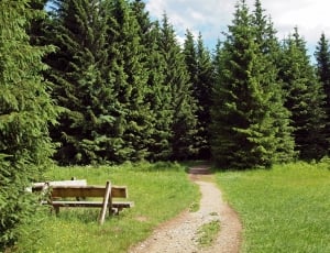 brown wooden bench and green pine trees thumbnail