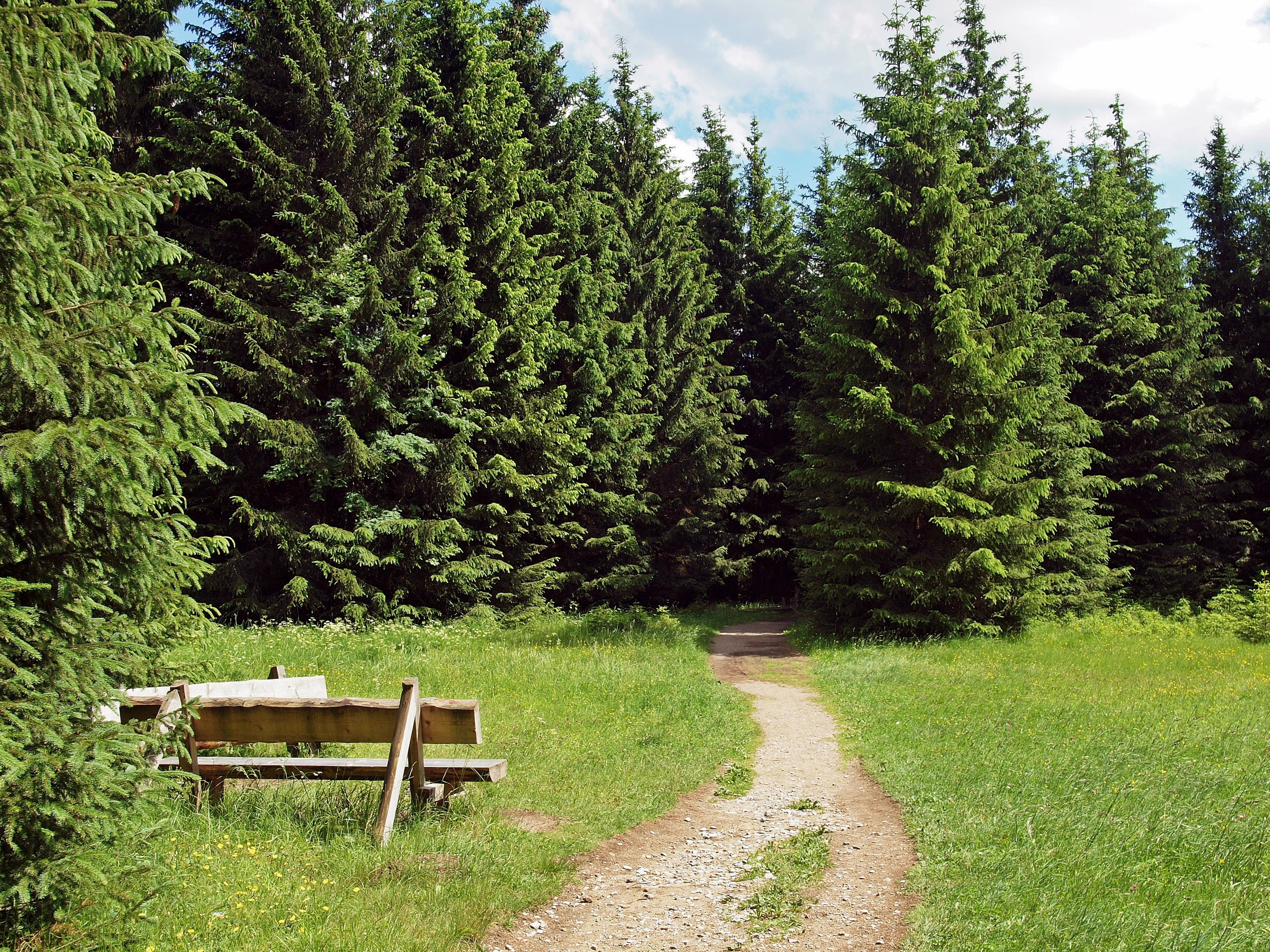 brown wooden bench and green pine trees