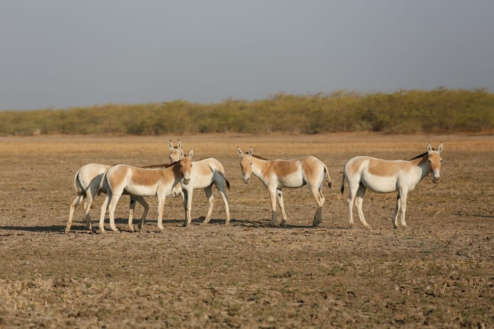 herd of white and brown horses preview