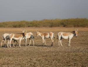herd of white and brown horses thumbnail