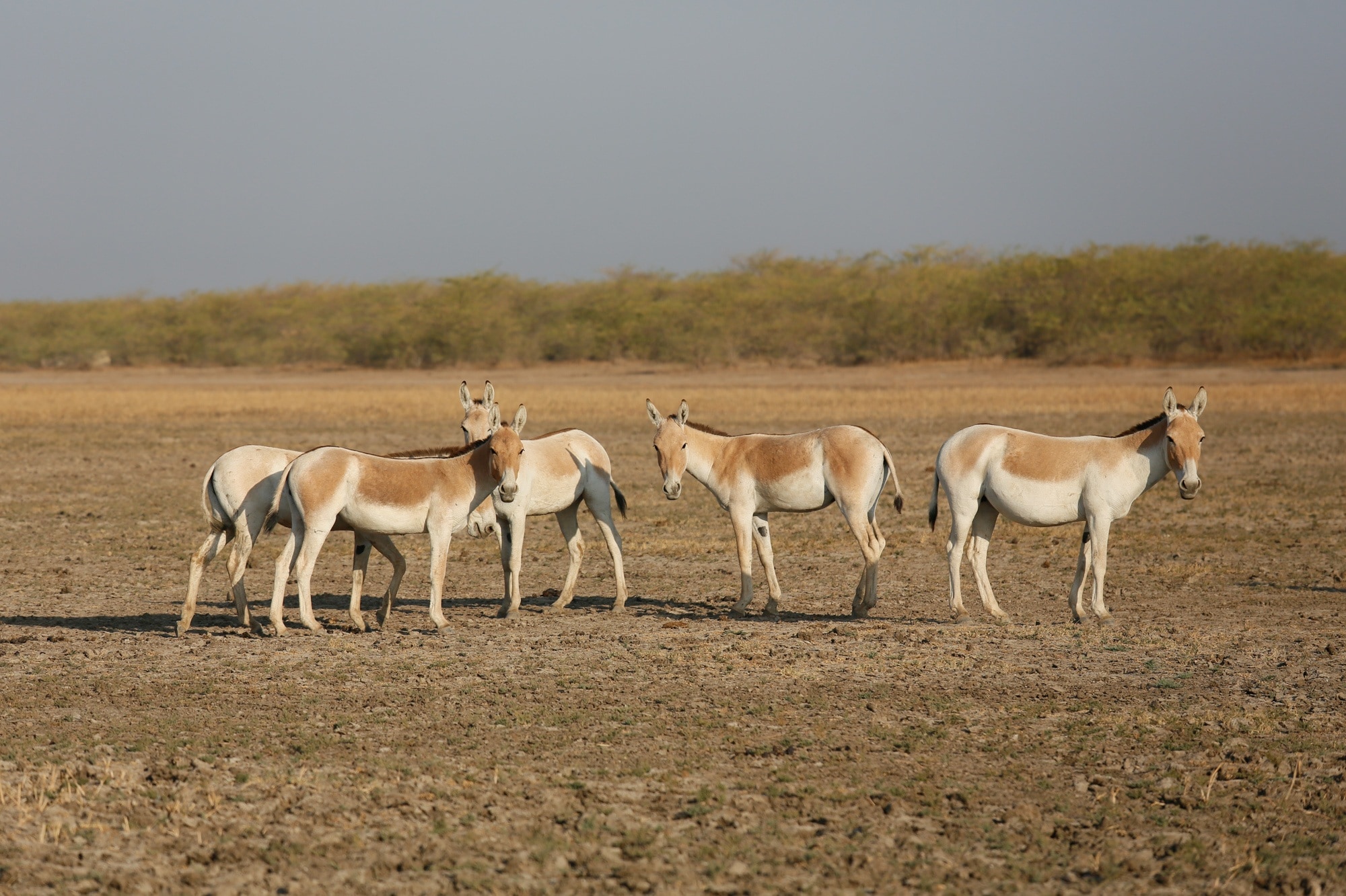 herd of white and brown horses