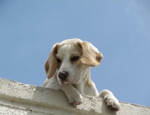 white and tan short coat dog thumbnail