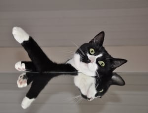 photo of black and white cat thumbnail