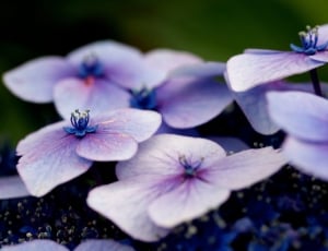 purple flower cose up thumbnail