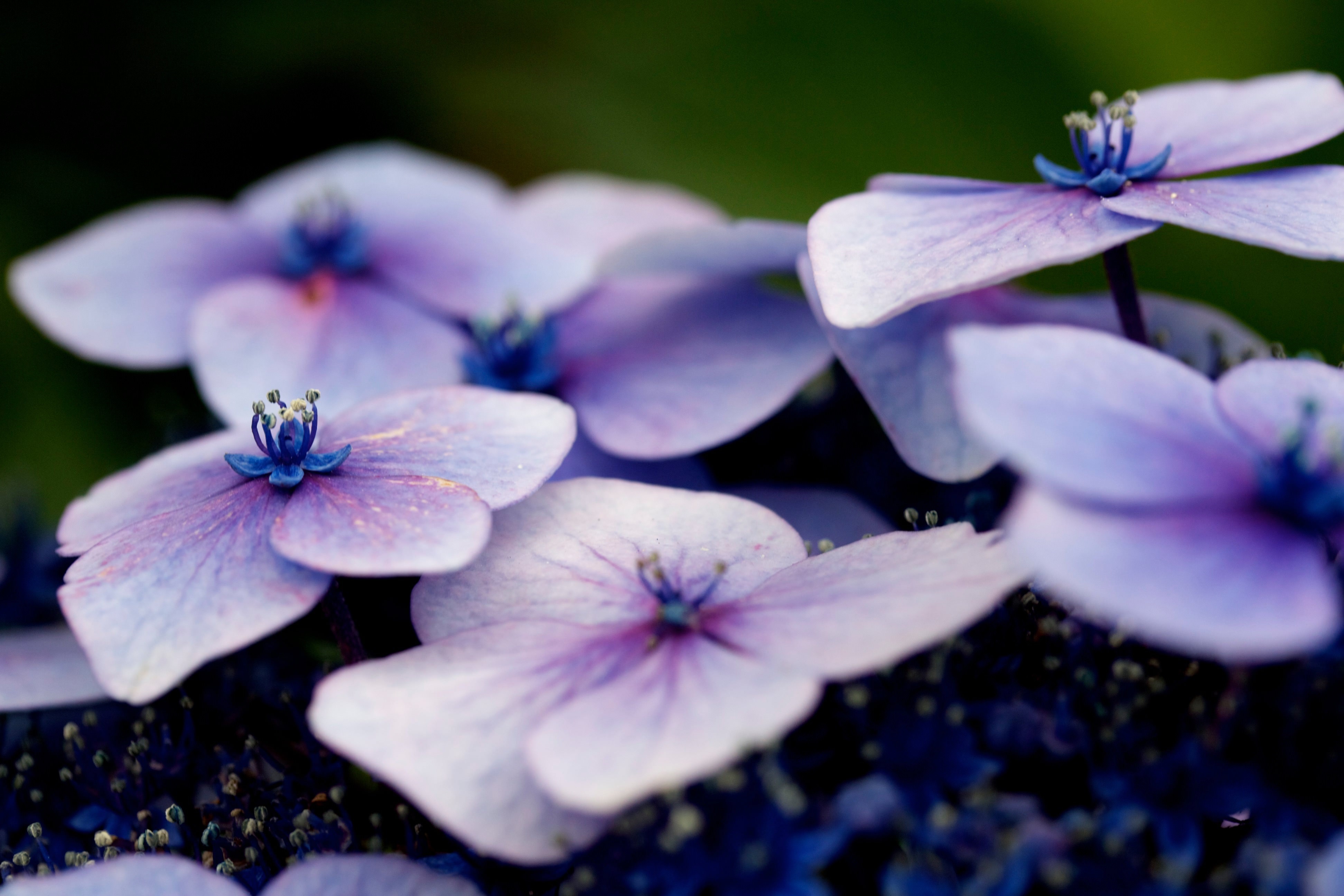purple flower cose up