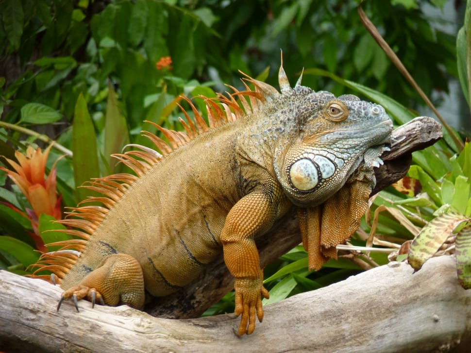 brown and green iguana preview