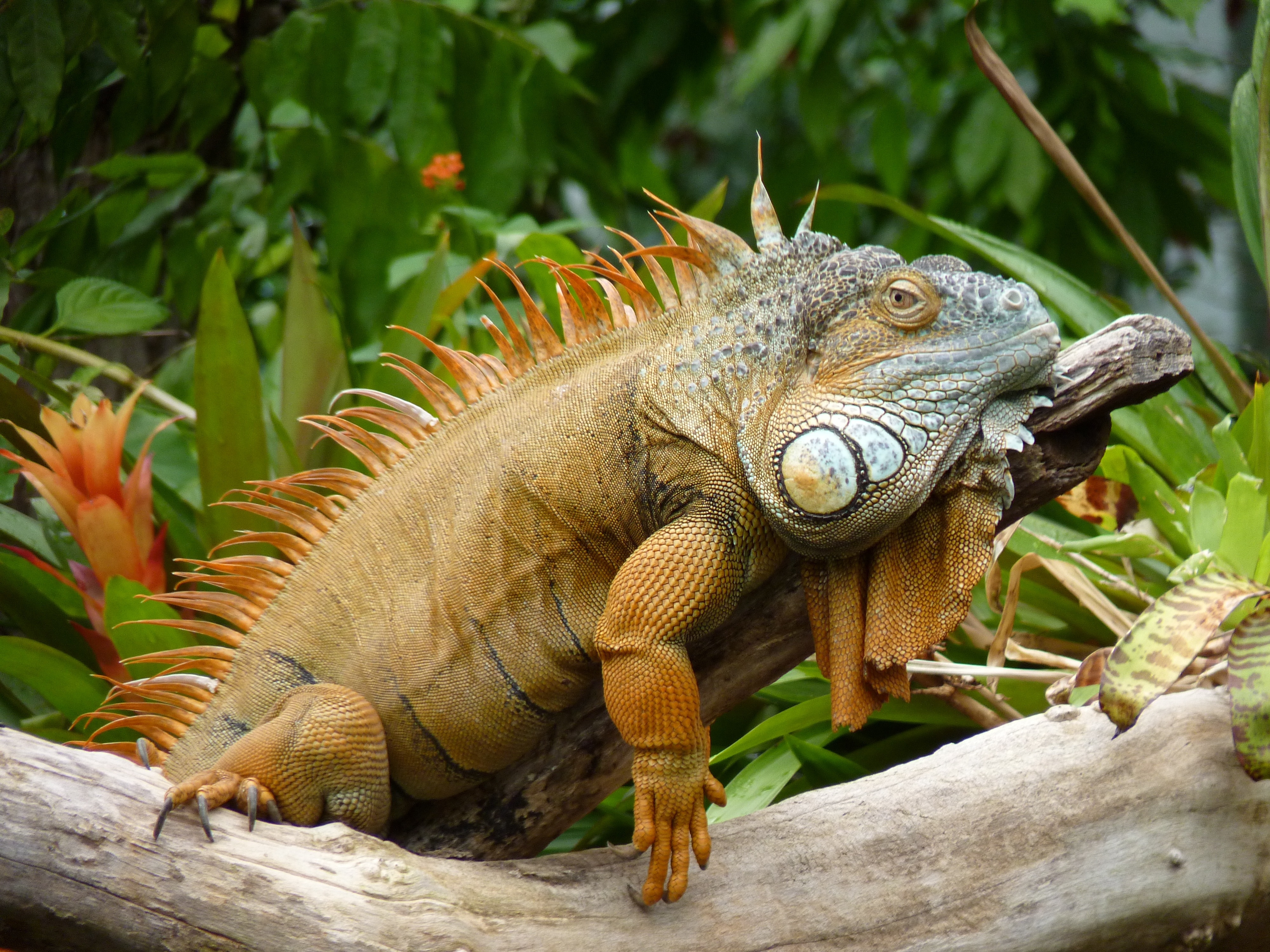 brown and green iguana