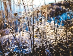 Nature, Winter, Snow, Close Up, Branch, winter, bare tree thumbnail