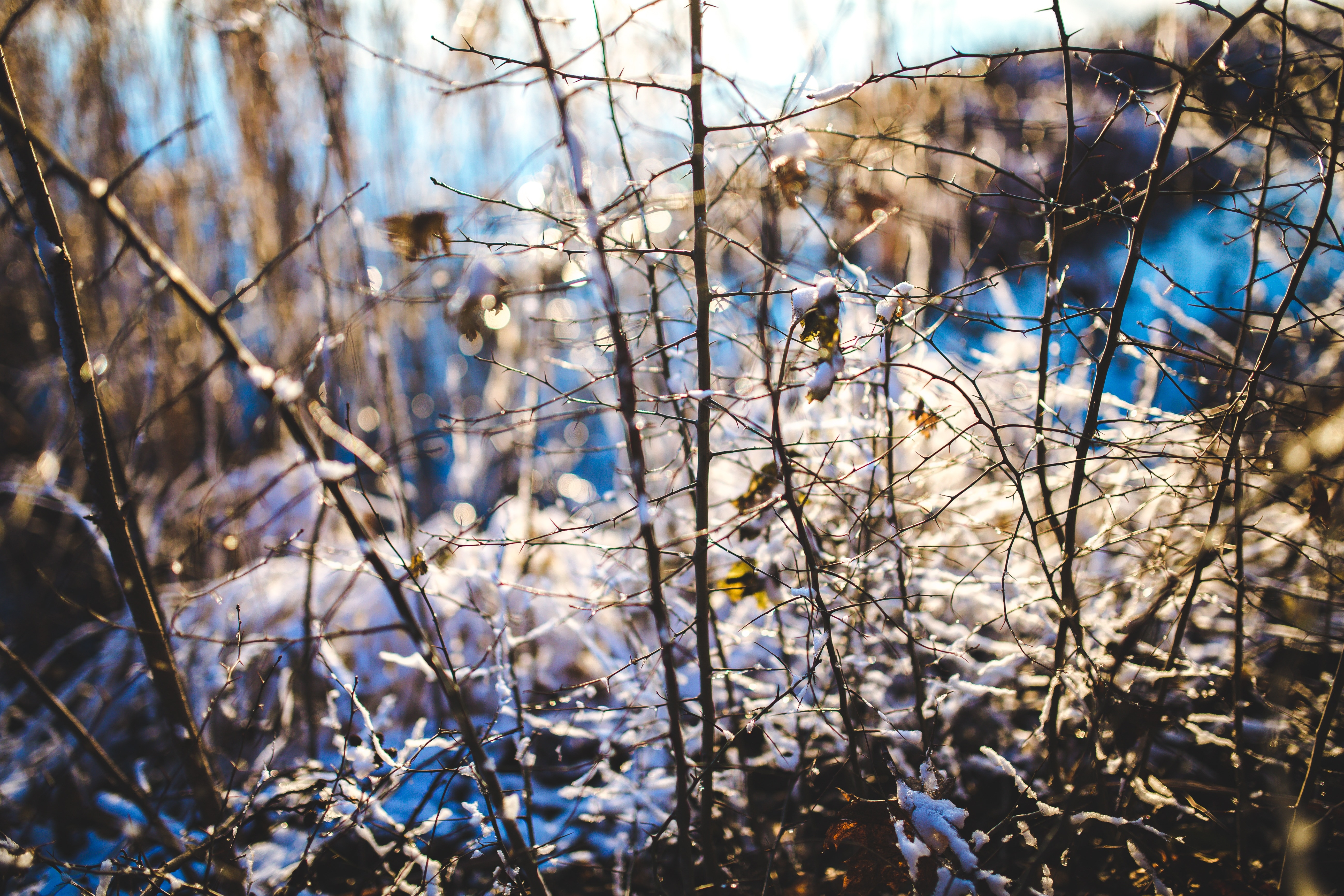 Nature, Winter, Snow, Close Up, Branch, winter, bare tree