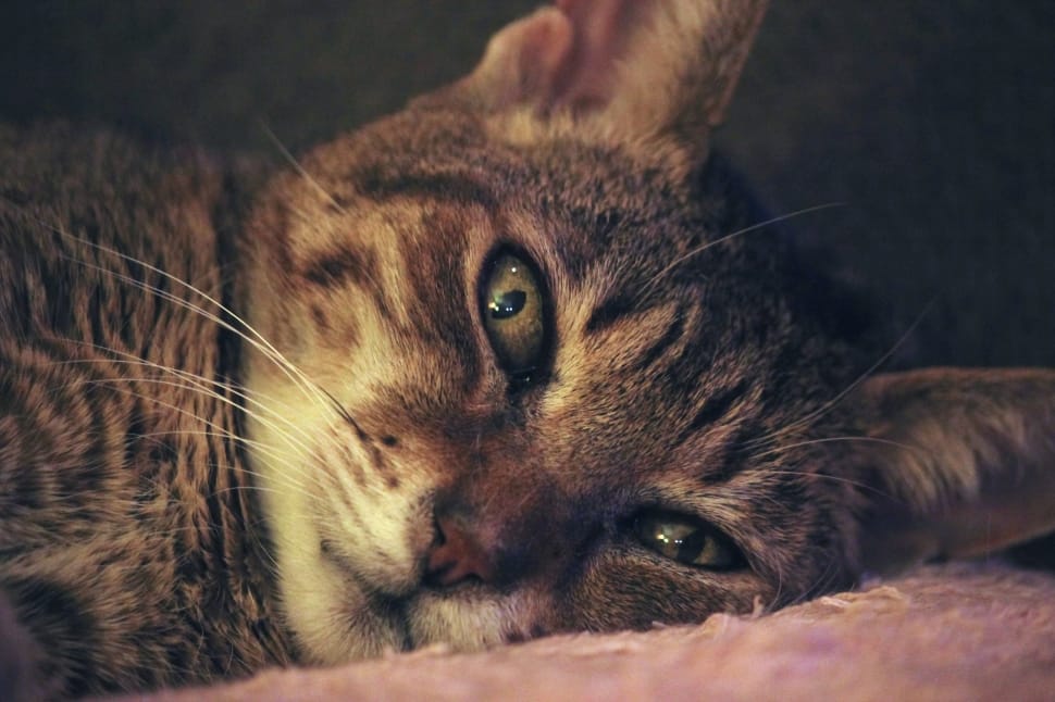 close up photo of brown tabby cat preview