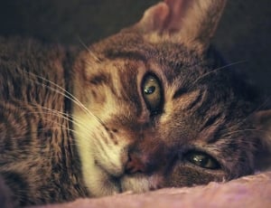 close up photo of brown tabby cat thumbnail