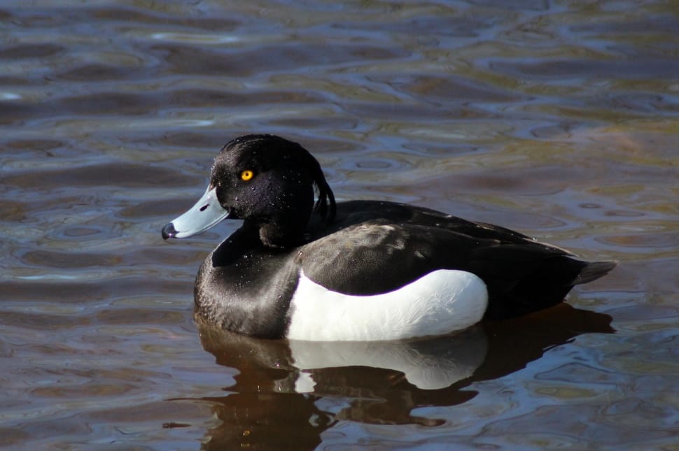 black and white duck preview