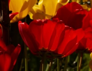 Red, Back Light, Tulips, Yellow, flower, petal thumbnail