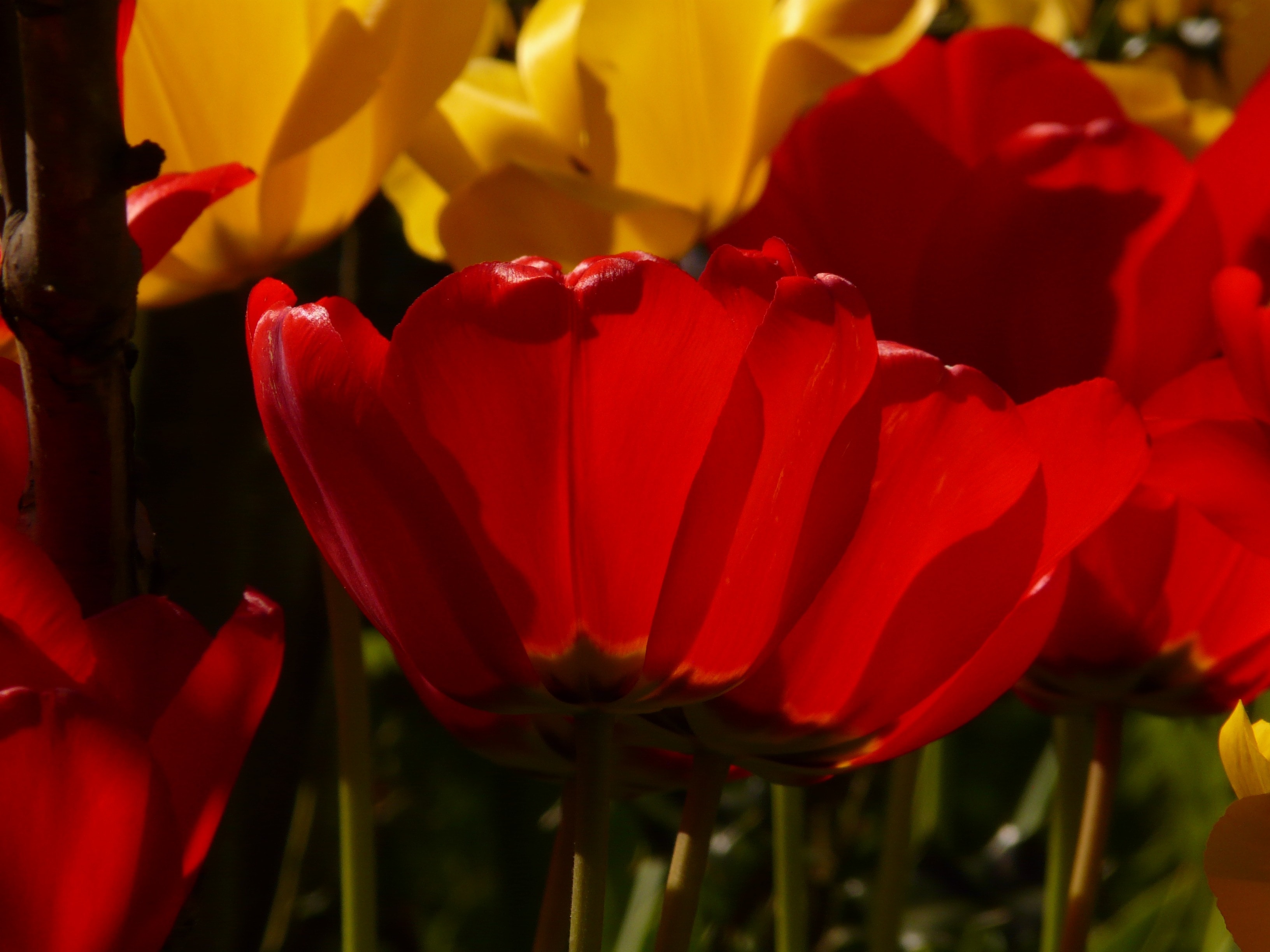 Red, Back Light, Tulips, Yellow, flower, petal