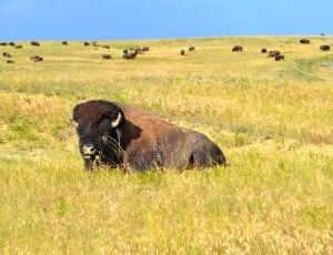 brown Bison on green grass field during daytime thumbnail