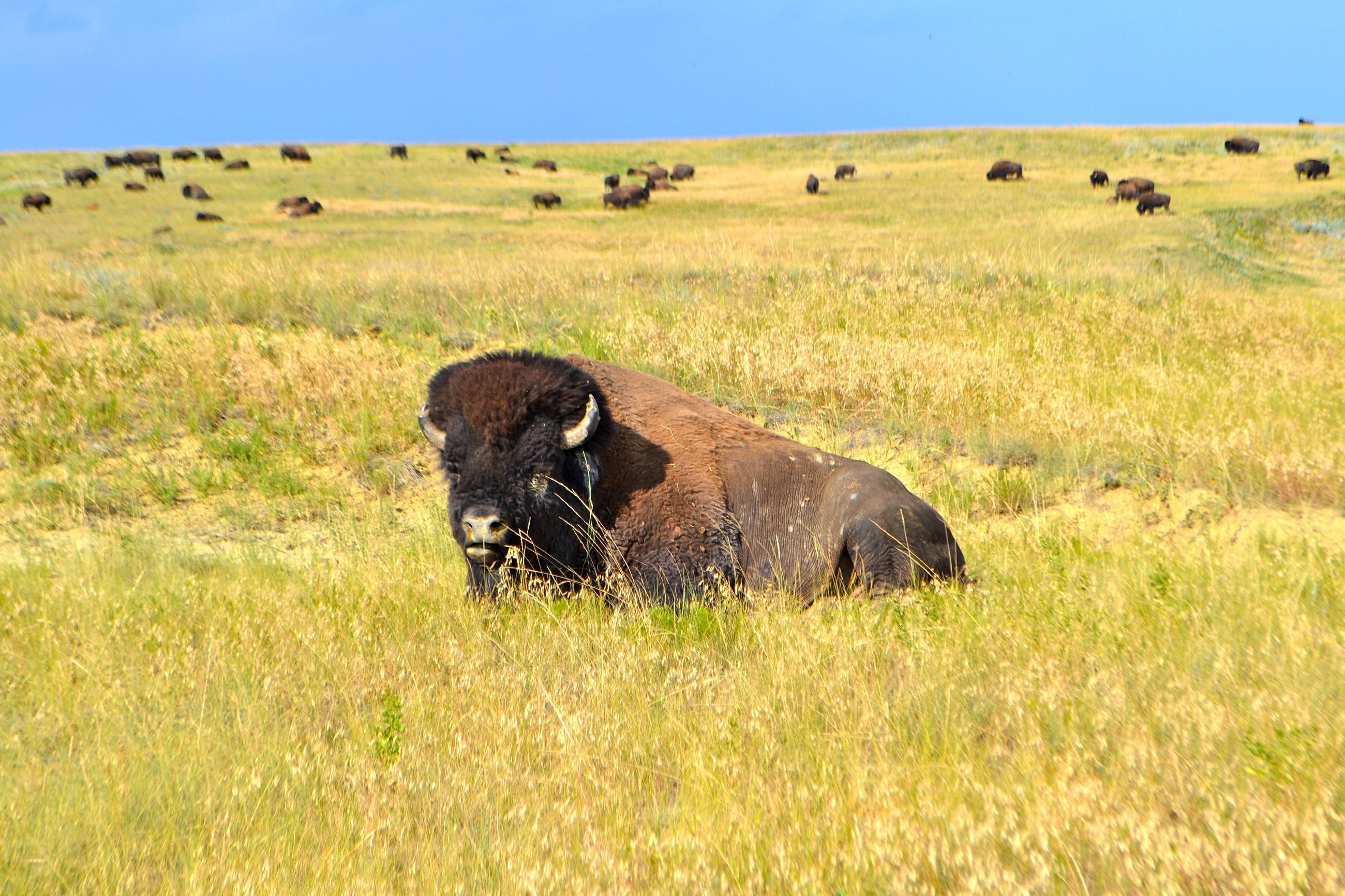 brown Bison on green grass field during daytime
