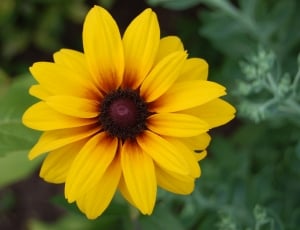sunflower thumbnail