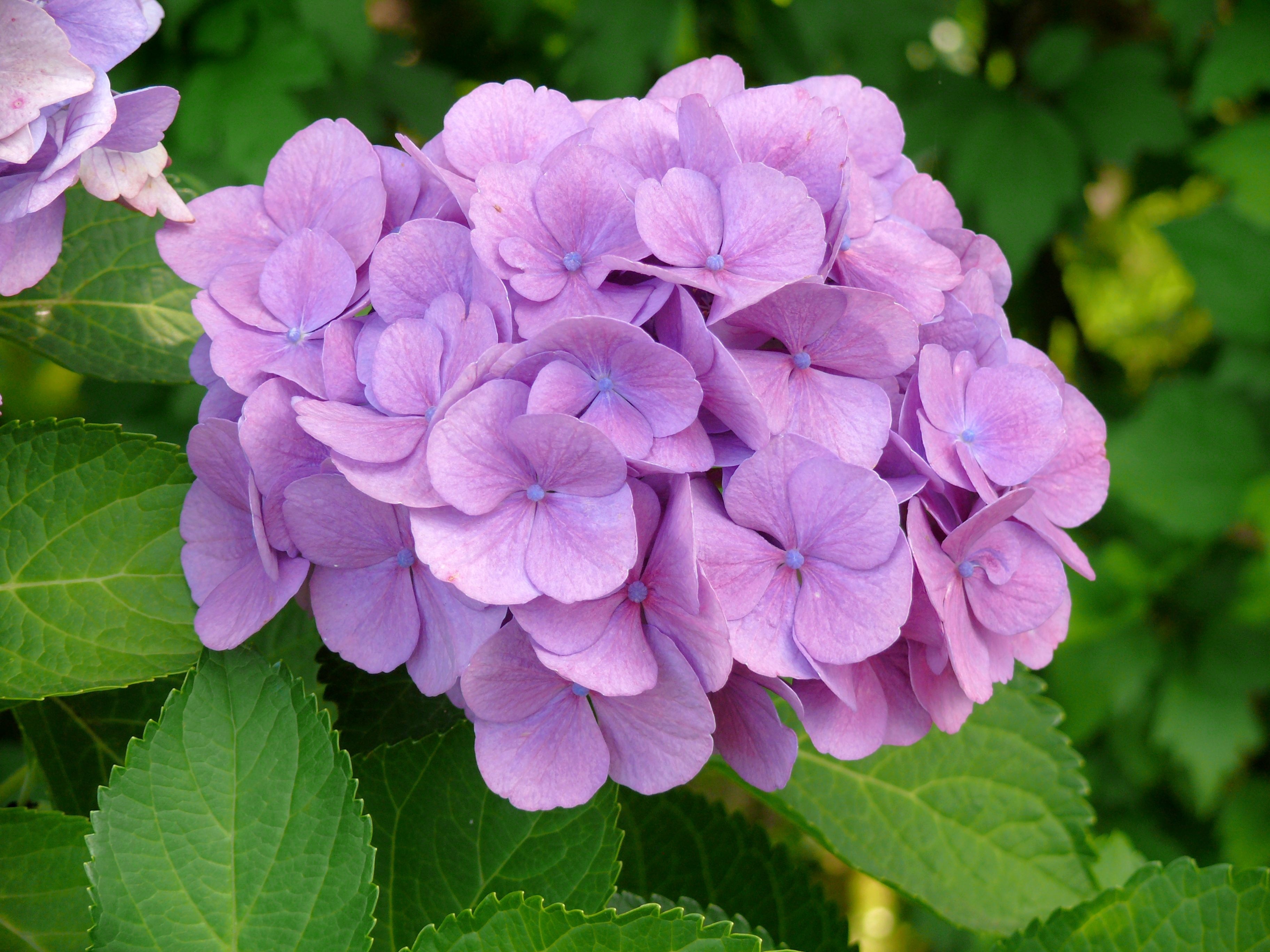 1920x1080 wallpaper | closeup photography of purple petaled flowers ...