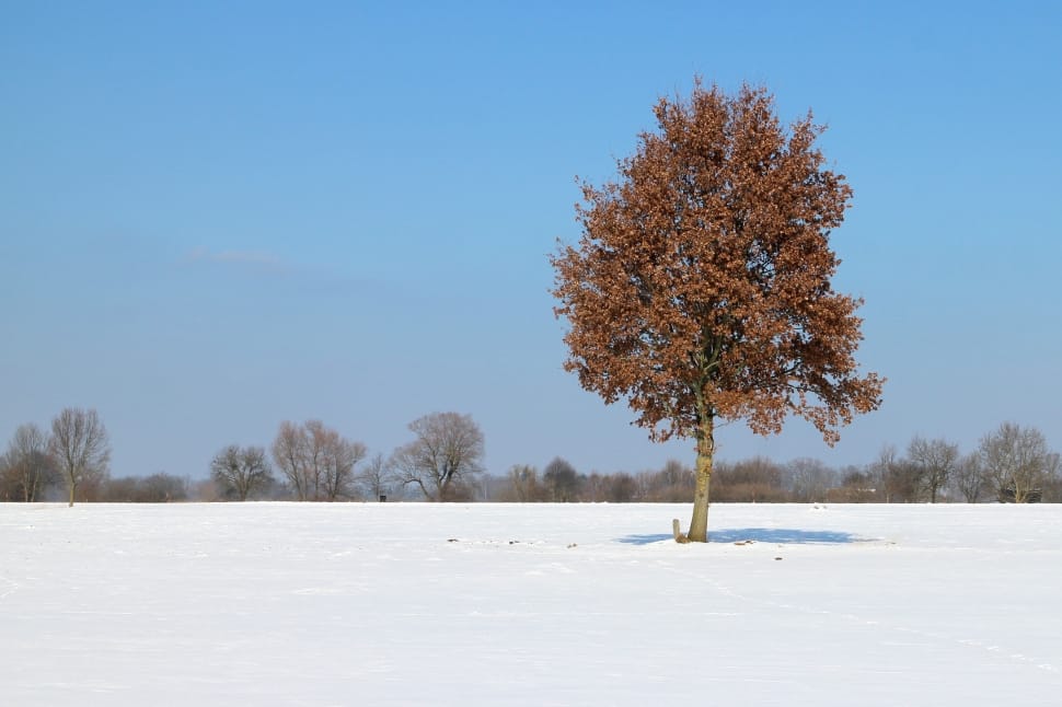 maroon leaves tree in the middle of snow field preview