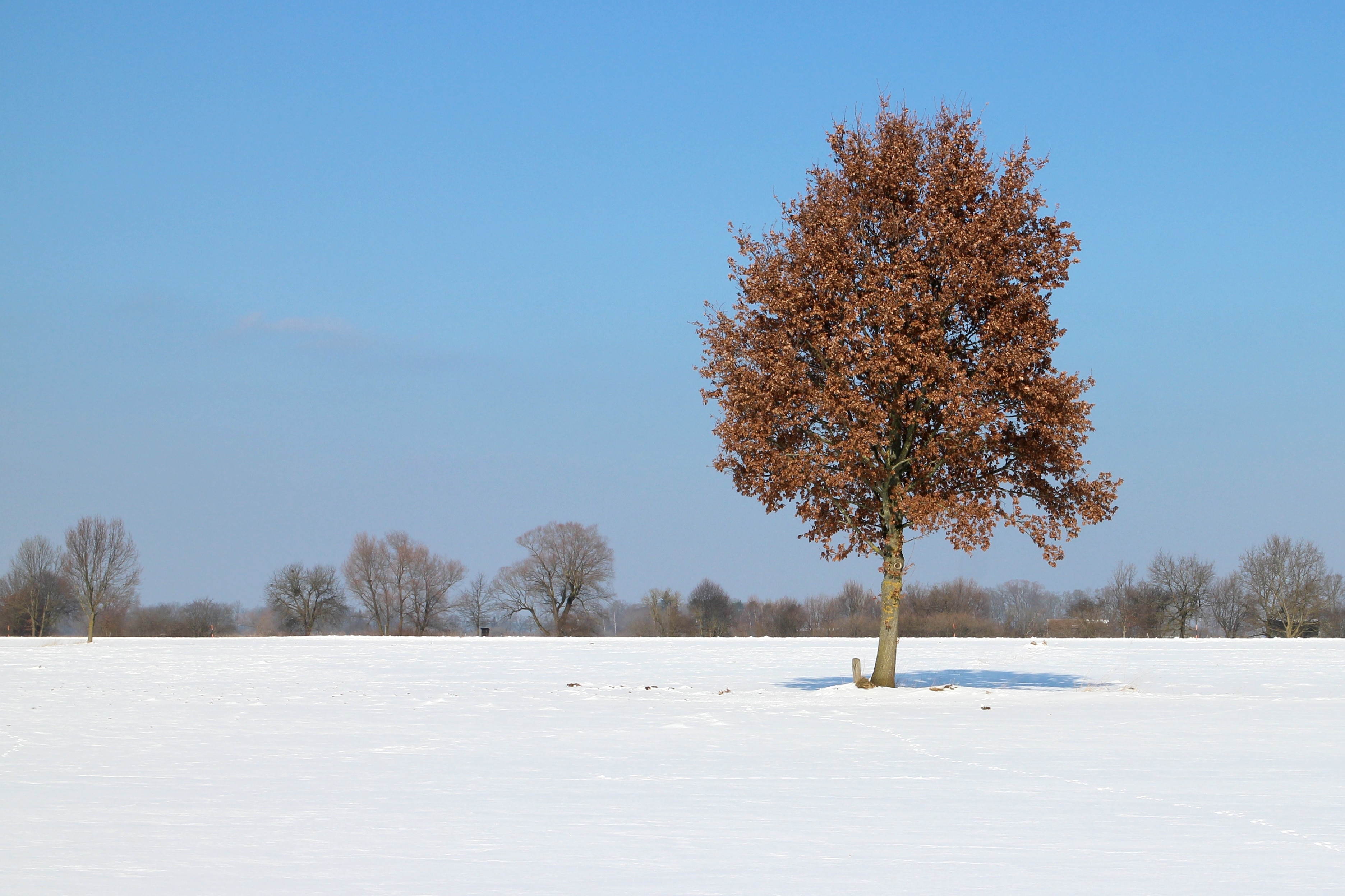 maroon leaves tree in the middle of snow field