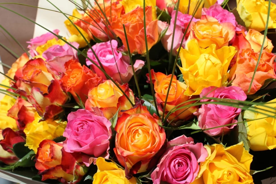 pink orange and yellow roses preview