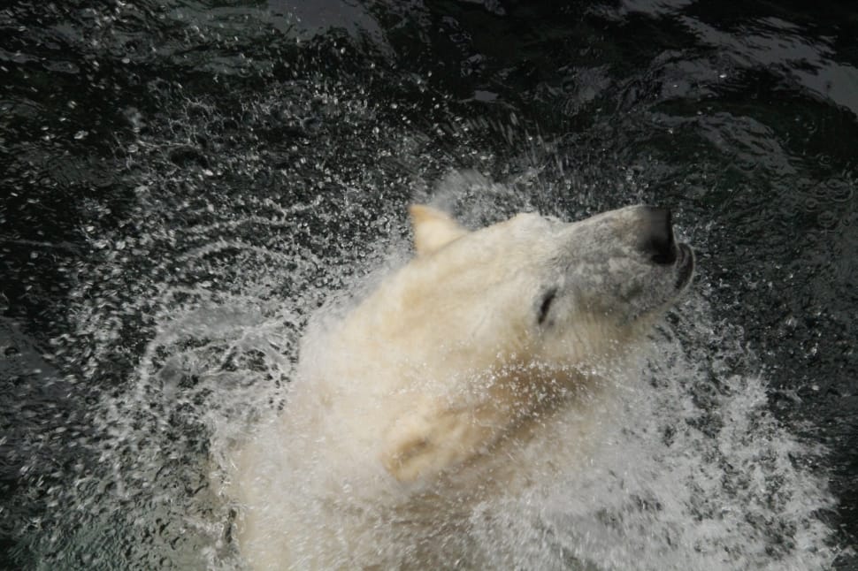 polar bear in body of water preview