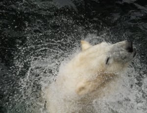 polar bear in body of water thumbnail