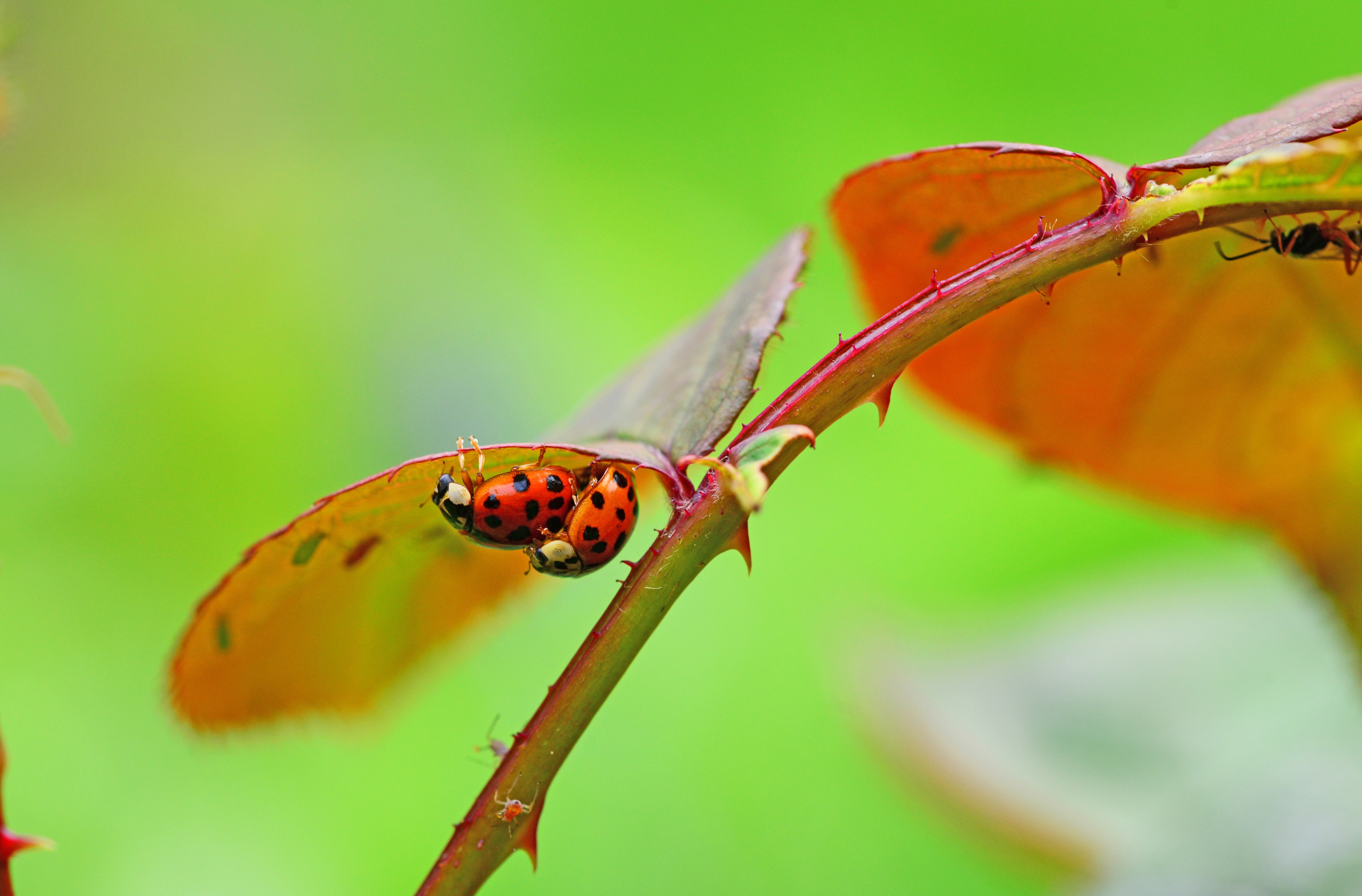 two Ladybirds closeup photography
