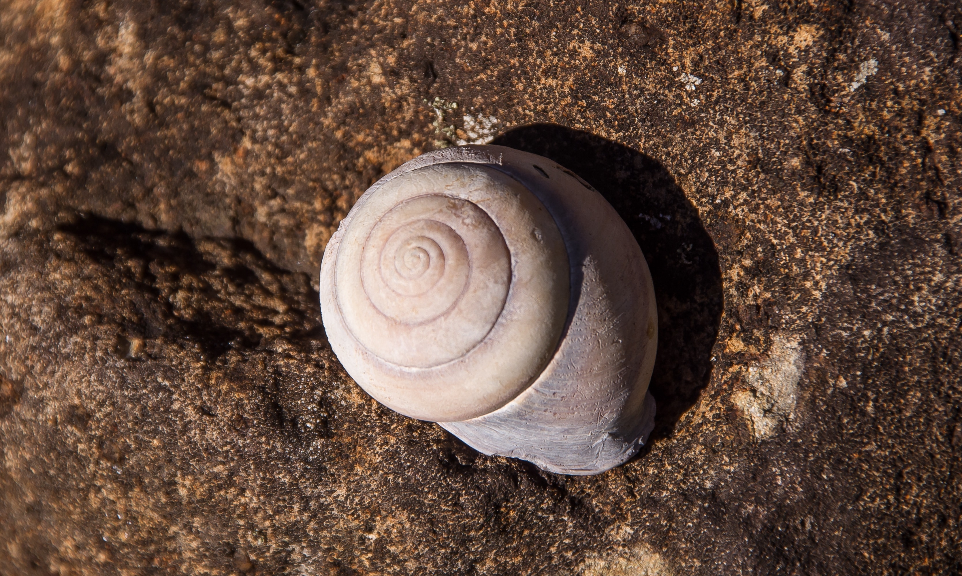grey snail shell