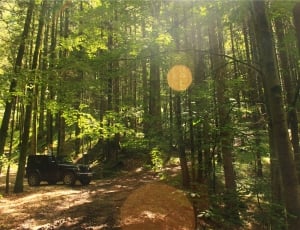 green leaved trees and black car thumbnail